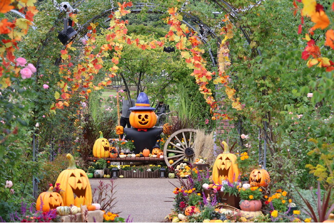 秋バラとハロウィン・ハーベスト開催(国営越後丘陵公園)