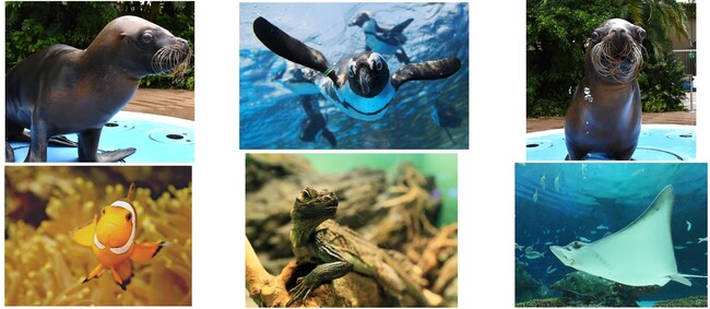 サンシャイン水族館いきものディスカバリー通信vol.28*10月1日は「国際高齢者の日」*サンシャイン水族館で暮らすご長寿生き物たちのシニアライフ*高齢個体のウェルビーイングを支える、飼育の現場を紹介