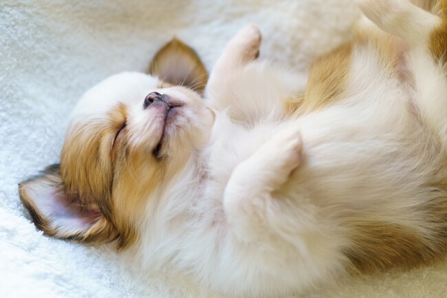 愛犬の「へそ天」74.50％の飼い主が経験｜へそ天する場面は「リラックス」「構ってほしい」「暑い時」が中心、印象的なエピソードも調査【コノコトトモニ】