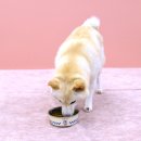 美味しく食べるわんちゃん 美味しく食べるわんちゃん