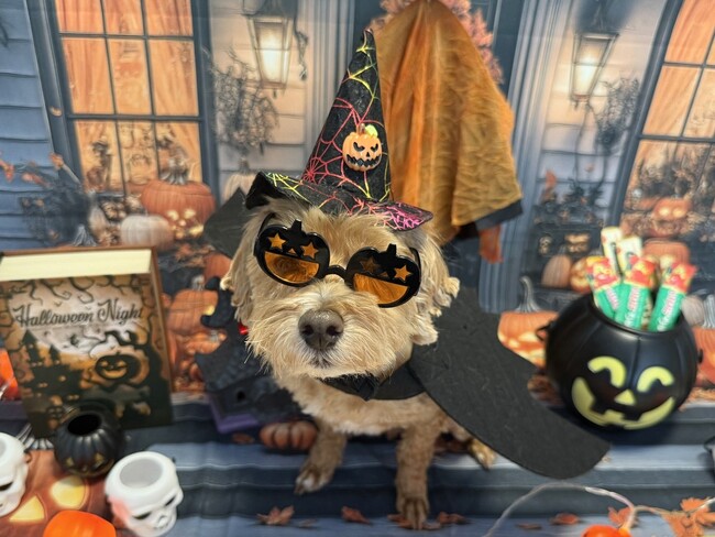 いなばペットフード　わんちゃん・猫ちゃんとの「ハロウィン」 2026年10月カレンダー画像を公開中！