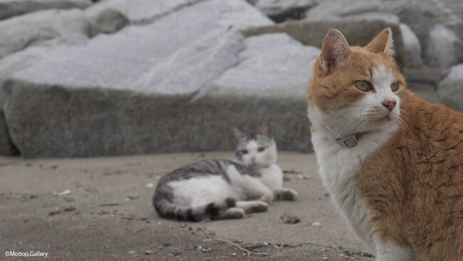 看板猫に野良猫、旅先で偶然出会った猫たちを訪ねるシリーズ「新・旅猫ロマン」の新エピソードを10月17日（土）より旅チャンネルにて日本初放送！前シリーズ「旅猫ロマン」もアニマルプラネットで放送
