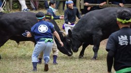 人牛一体となって戦う様子:画像は隠岐の島町観光協会様提供 人牛一体となって戦う様子:画像は隠岐の島町観光協会様提供