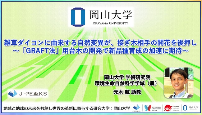 【岡山大学】雑草ダイコンに由来する自然変異が、接ぎ木相手の開花を後押し～「GRAFT法」用台木の開発で新品種育成の加速に期待～