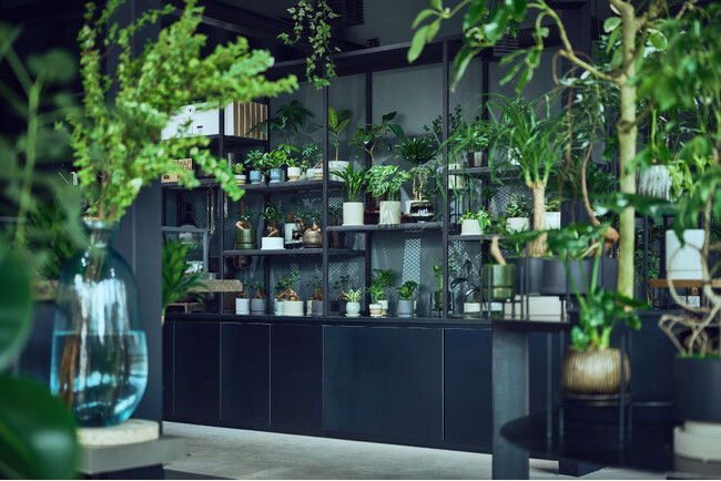 はじめての植物選びから、育てている植物の相談まで　植物ケアショップ「PLANTHINK」が丸井今井札幌本店に期間限定出店