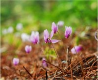 六甲高山植物園 原種シクラメン500株の群落見頃「原種シクラメン展」好評開催中