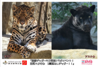 「国際ジャガーの日特別コラボイベント！
東武×かみね　2園巡るんジャガー！！」開催
～親子ジャガーがつなぐ絆。埼玉と茨城の動物園が初の合同企画を実施～