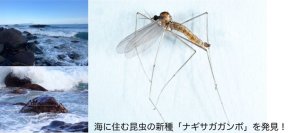 海辺は、まだ知らない昆虫の宝箱！伊豆の磯から新種「ナギサガガンボ」を発見
