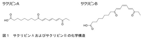 【名城大学】食用ラン藻スイゼンジノリ由来の紫外線吸収物質「サクリピン」がつくられる仕組みを解明