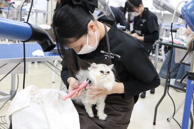 「猫を学ぶところから始めた先生たち」と「初めて猫を学んだ学生たち」一緒に積み重ねた挑戦開設初年度のキャットグルーマーコース全員が「キャットグルーマーライセンスC級」に合格