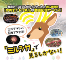 ミルシカについて1 ミルシカについて1
