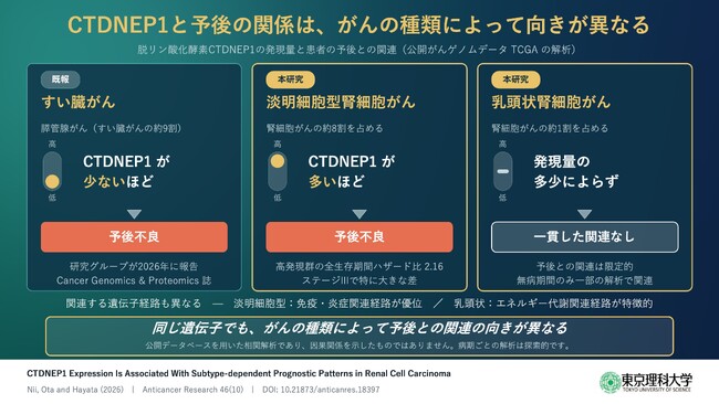 腎細胞がんの多くを占める「淡明細胞型」ではCTDNEP1高発現が予後不良と関連 ～組織型に応じた予後評価の指標となる可能性～