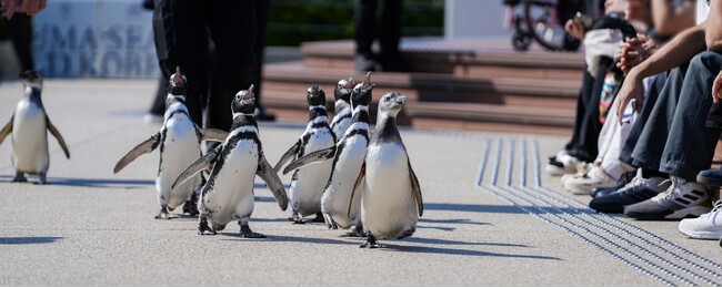 【神戸須磨シーワールド】秋からの新プログラム「ペンギンの散歩」を実施　ロッキーテラスでペンギンたちの愛らしい散歩を間近で観察しよう！