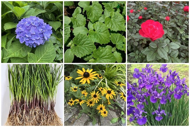 DREAM PONYAmazonGreen Flow株式会社DREAM PONY、大阪支社で植物・苗に特化したAmazon販売フランチャイズ「Green Flow」を本格始動