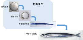 ◆減少が危ぶまれる食卓のお馴染み◆ 関西大学化学生命工学部の日下部りえ准教授らが、謎多い「サンマが育つ過程」を詳細に解明 ～原腸形成中に体節形成開始／初期発生に大きな特徴～