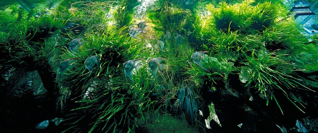水槽の中に広がる大自然をあなたの手の中に。「ネイチャーアクアリウム エポスカード」がデビュー！