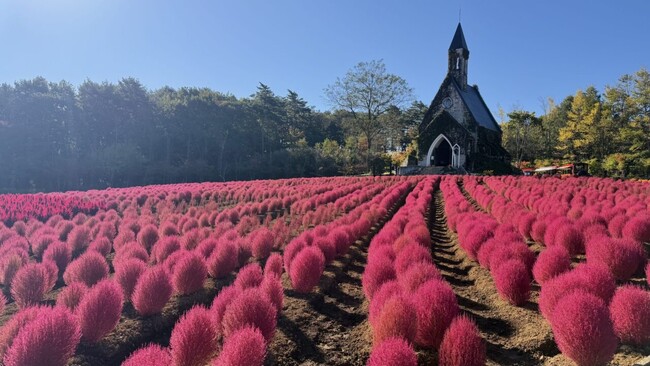 【岐阜・ひるがの高原】秋の花畑がいよいよフィナーレ！約3,000株の真っ赤なコキアが見頃のピークに