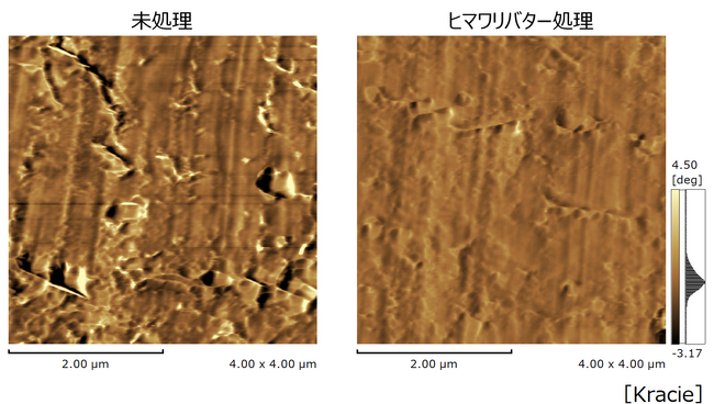 ～髪内部の変化に着目した研究２０年の成果～　扱いにくいゆがみ毛は髪の柔軟性が不均一だった！　ヒマワリバターがゴワつきを柔らげ扱いやすい髪へ