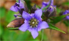 【六甲高山植物園】日本の里山の秋を彩る鮮やかな瑠璃色の花「リンドウ」が見頃です