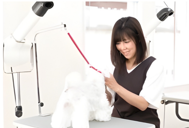 アイズドッグ、新店舗展開に合わせて業務委託トリマーの受け入れ体制を拡大へ