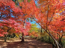 嵐山渓谷展望台周辺 嵐山渓谷展望台周辺
