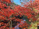 槻川と紅葉 槻川と紅葉