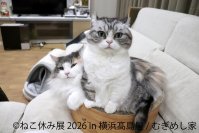 猫と犬のかわいさに癒やされる6日間！横浜高島屋で「ねこ休み展」＆「鼻ぺちゃ展」10/29(木)～11/3(火・祝)開催　特別POP UP EVENTや会場限定グッズが登場
