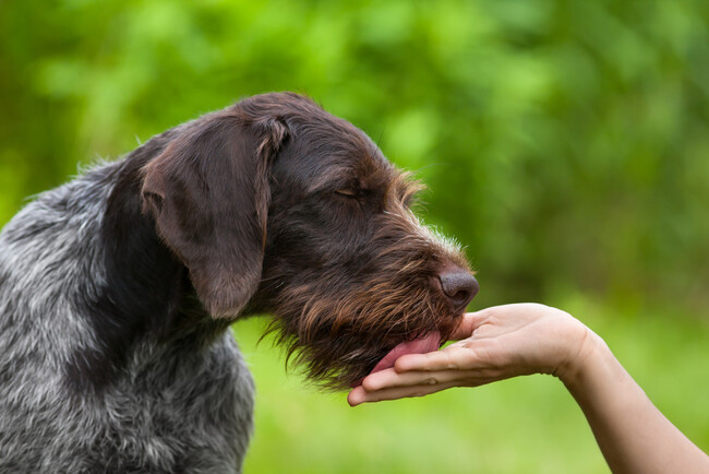 愛犬が手を舐めてくる｜95.00％の飼い主が経験、タイミングは「スキンシップ中」が最多で39.47％、舐める理由や飼い主が注意すべきこと【コノコトトモニ】