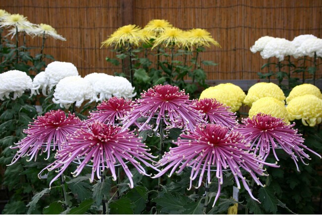 横浜・三溪園 横浜市最大規模の菊花展を開催