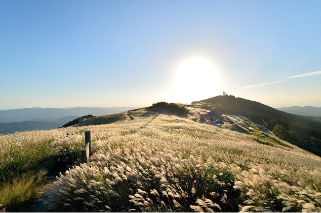 和歌山県・生石高原がススキの見頃シーズンに！標高870mの高原に広がる秋の絶景