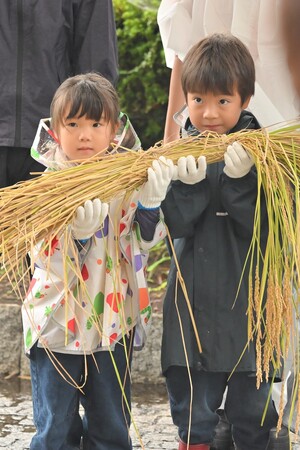 都会の親子約200名が、稲刈りで“秋の恵み”を体験！アンジェリカ保育園、千葉県長柄町で稲刈り体験イベント開催