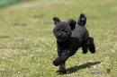 黒い子もバッチリ 黒い子もバッチリ
