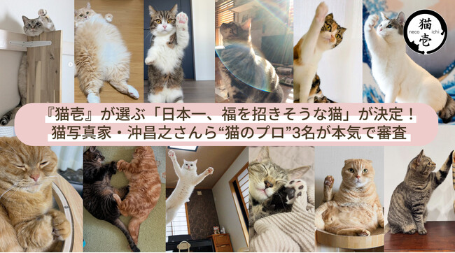 猫の名脇役である『猫壱』が選ぶ「日本一、福を招きそうな猫」が決定！猫写真家・沖昌之さんら“猫のプロ”3名が本気で審査