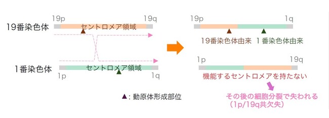 ヒトゲノムの未解明領域「セントロメア」の大規模解析が実現 世界中に蓄積されたゲノムデータを活用し、がんなどの疾患研究を加速