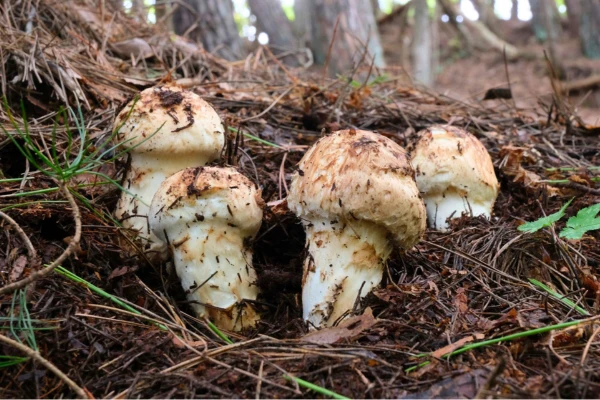 今年は豊作！生産量日本一の長野県から「秋の王様」松茸が銀座へ