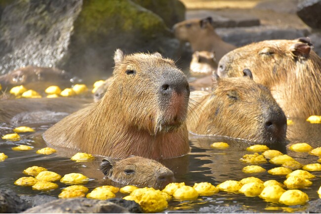 “伊豆の冬の風物詩” 伊豆シャボテン動物公園で「元祖カピバラの露天風呂」イベント開催！ 2026.11/21(土)風呂開き！ 恒例「カピバラのゆず湯」は30周年！！
