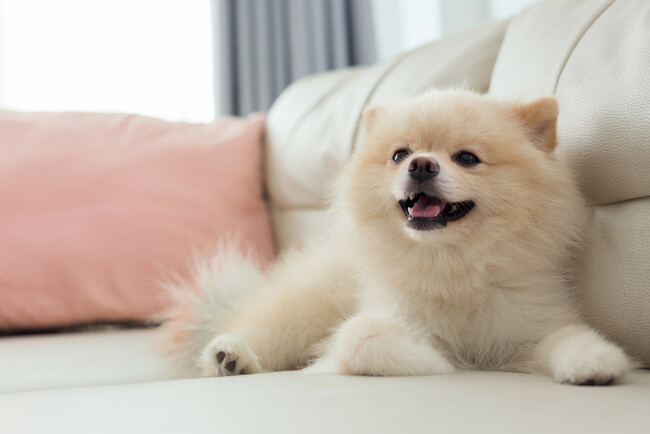 飼い主の93.00％が「犬を飼ってよかった」と回答｜メリットや飼ってよかったエピソード、大変だったことを調査【コノコトトモニ】