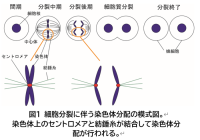 【横浜市立大学】細胞内でセントロメアは貝殻のような形状をとる