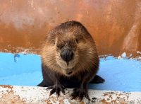 埼玉県民の日は東武動物公園へ！
開園45周年記念 通常価格の45％OFFで楽しめる！
特別早割パスは10月30日(金)販売開始！
