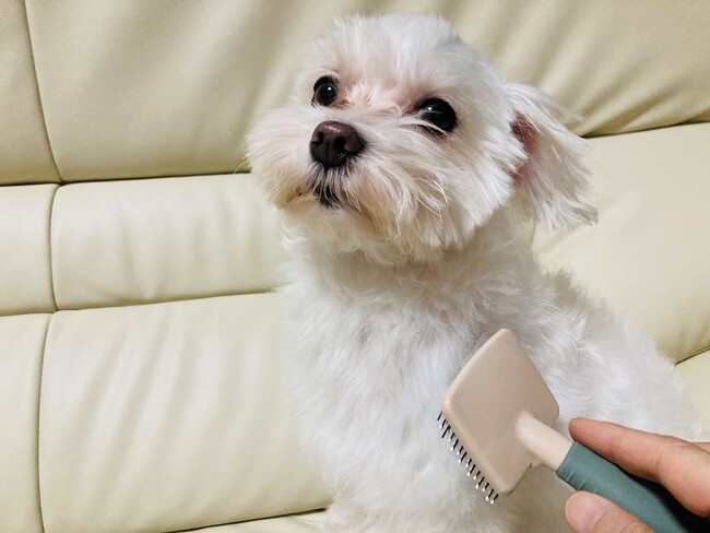愛犬の毛を元気なうちから残す。別れを経験した飼い主の選択