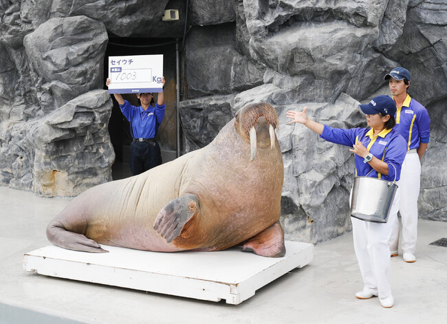 【鴨川シーワールド】動物の種ごとに異なる体重の測定方法を観察しよう！11月1日の「計量記念日」にちなみバンドウイルカやセイウチなどの公開体重測定を実施予定！！『海の生き物 公開体重測定』開催