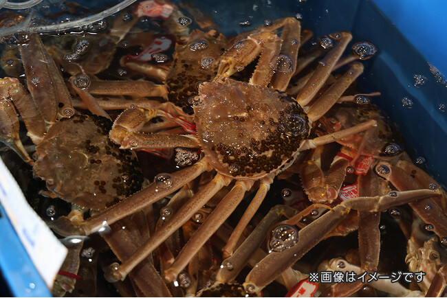 【北陸ローカライズプロジェクト第２弾。地元の本物の素晴らしさを、直接お客様へ】大江戸温泉物語グループが11月6日(金)カニ漁解禁の「初競り」へ初参加！