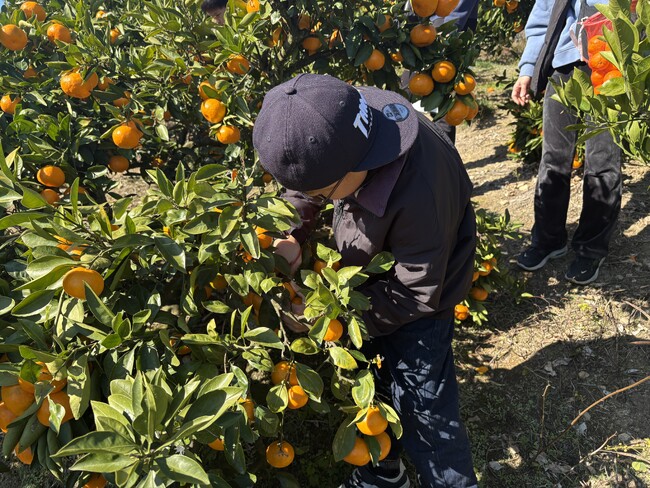 泉大津市“フルーツ王国”和歌山県かつらぎ町で、泉大津市のこども特派員が農業体験に挑戦!