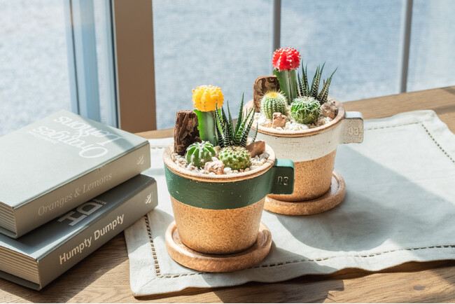 置くだけで部屋がカフェ風に。マグカップ型プランターのサボテン寄せ植えに、新たな配色2種類が登場