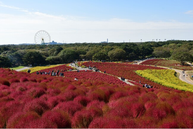 コキア 赤と琥珀色のグラデーションへ(国営ひたち海浜公園)