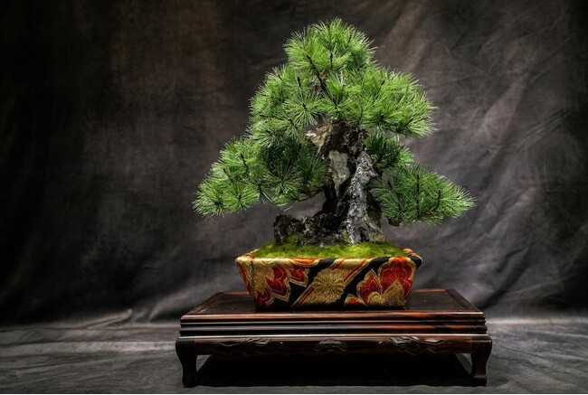 三代目盆栽作家 眞利子 大輔、和紙盆栽「匠景 -SHOKEI-」初の石付き作品を渋谷「LuVLEE Artwork Project」に出展