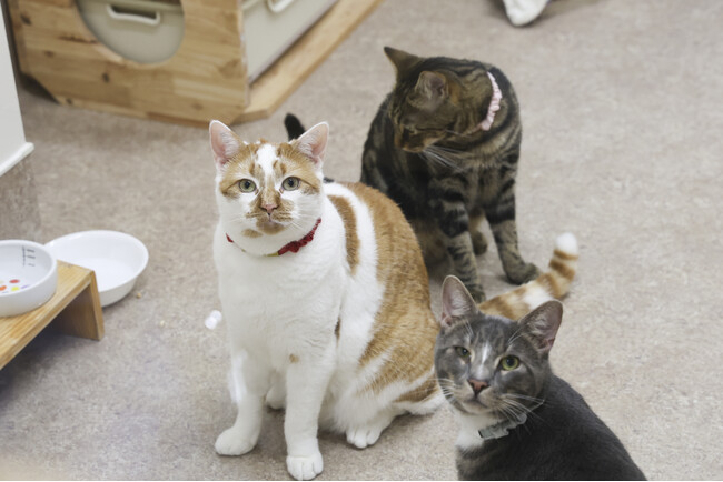 「うちの猫、救急病院に連れて行くべき？」いざというとき、あなたは判断できますか？