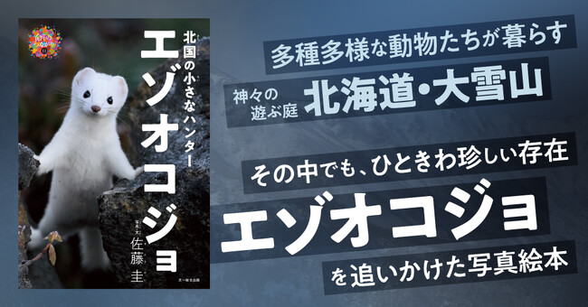 北海道・大雪山に棲まう幻の小さなハンター「エゾオコジョ」。その知られざる生態に迫る写真絵本、好評発売中！
