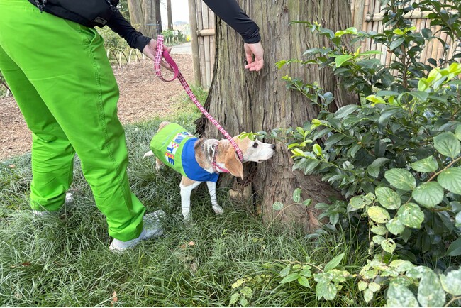 旧岩崎久彌末廣農場別邸公園でシロアリ探知犬を活用した樹木調査を初実施