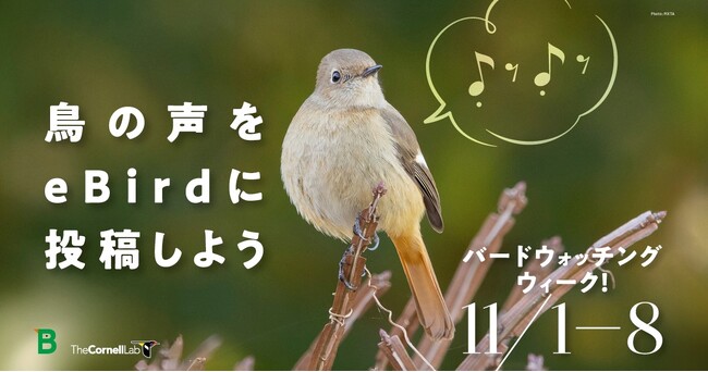 バードウォッチングウィーク!鳥の声をeBirdに投稿してみよう